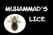 Muhammad's Lice E