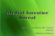 Mediul Forestier Boreal
