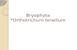Bryophyta (1)