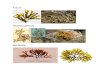 Representative organisms of Red Algae and Brown-pigmented Algae with pictures