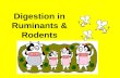Digestion in Ruminants & Rodents 2.ppt