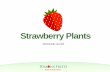 Strawberry Plants Growing Guide