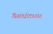 Rainforests. Location of Tropical Rainforests Tropical rainforests are found mostly within the tropics of Cancer and Capricorn (between 23½° North and.