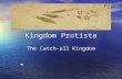 Kingdom Protista The Catch-all Kingdom Protista The protist kingdom is broken down into three main groups. The protist kingdom is broken down into three.
