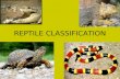 REPTILE CLASSIFICATION. CLASS REPTILIA Members of this class were the first vertebrates to have amniotic eggs. These eggs have extra membranes that.