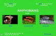 AMPHIBIANS FROGSSALAMANDERSCAECILIANS Click HERE for an overview of amphibians! HERE Click on the speakers to hear the sounds of the rainforest! HOME Click.