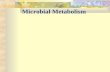 Microbial Metabolism. A. Basic Concepts Definitions Metabolism: The processes of catabolism and anabolism Catabolism: The processes by which a living.