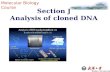 Section J Analysis of cloned DNA Molecular Biology Course.