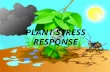 PLANT STRESS RESPONSE. STRESS Manifold unfavourable, but not necessarily immediately lethal conditions, occurring either permanently or sporadically in.