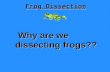 Frog Dissection Why are we dissecting frogs?? dissecting frogs??