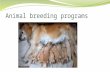 Animal breeding programs. CCSS.ELA-Literacy.RH.9-10.7 Integrate quantitative or technical analysis (e.g., charts, research data) with qualitative analysis.