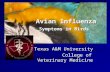 Avian Influenza Symptoms in Birds Texas A&M University College of Veterinary Medicine College of Veterinary Medicine.