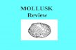 MOLLUSK Review. Name one of the three classes of mollusks you learned about. Gastropods, cephalopods, Bivalves The free swimming ciliated larva found.