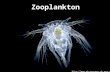 Zooplankton . Planktos: “drifts” in greek Their distribution depends on currents and gyres Certain zooplankton can swim.