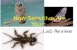 “ How Sensitive Are You ?” Lab Review. List 1 ecological benefit provided by aquatic macroinvertebrates. Decomposers (eat detritus) Form base of.