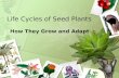 Life Cycles of Seed Plants How They Grow and Adapt.