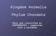 Kingdom Animalia Phylum Chordata Most are classified as VERTEBRATES – organisms with a backbone.