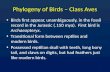 Phylogeny of Birds – Class Aves Birds first appear, unambiguously, in the fossil record in the Jurassic ( ~ 150 mya). First bird is Archaeopteryx. Transitional.