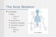 The Axial Skeleton Includes: Skull Cranium Face Hyoid bone Auditory ossicles Vertebral column Thorax Sternum Ribs.