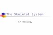 The Skeletal System AP Biology. Divisions of the Skeletal System Subdivided into two divisions: Axial Skeleton – bones that form the longitudinal axis.