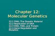 Chapter 12: Molecular Genetics 12.1 DNA: The Genetic Material 12.2 Replication of DNA 12.3 DNA, RNA, and Protein 12.4 Gene Regulation and Mutation.