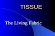 TISSUE The Living Fabric. Four Types of Tissue Epithelial (protection) Connective (support) Muscle (movement) Nervous (control)