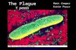 The Plague Y. pestis Matt Cowper Katie Pazur .