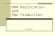 DNA Replication and RNA Production Selent. Replication The process of copying DNA The two chains of nucleotides separate by unwinding and act as templates.