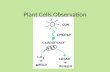 Plant Cells Observation. Elodea Plant Elodea Cell.