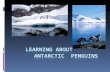 Agenda  Introduction  Characteristics Of Penguins  About Penguin Species  Species of Antarctic Penguin  Habitat of Penguins  Adaptation of Antarctic.