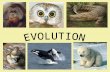 Evolution – The process by which modern organisms have descended from ancient organisms.