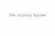 The Urinary System. Functions of the Urinary System Elimination of waste products –Nitrogenous wastes –Toxins –Drugs.