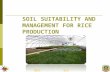 SOIL SUITABILITY AND MANAGEMENT FOR RICE PRODUCTION NextEnd.