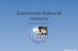 Salmonid Natural History Species and History. Salmonid Species and History O The family Salmonidae consists of a variety of salmon and trout species in.