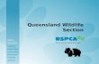 Queensland Wildlife Section. How is the RSPCA involved in Wildlife Conservation?