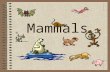 Mammals. Classification Kingdom: –Animalia Phylum: –Chordata Subphylum: –Vertebrates Class: –Mammalia 3 subclasses: Monotremes Marsupials Placental mammals.