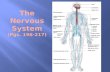 Organs of the nervous system are divided into Central Nervous System (CNS) Central Nervous System (CNS) Peripheral Nervous System (PNS) Peripheral Nervous.