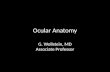 Ocular Anatomy G. Wollstein, MD Associate Professor.