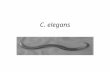 C. elegans. What is C. elegans? Caenorhabditis elegans, or C. elegans, is a small (about 1 mm long as an adult), transparent roundworm (nematode) usually.