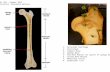 1 2 4 5 6 7 8 1.Articular Cartilage 2.Periosteum 3.Compact Bone 4.Spongy Bone 5.Red Bone Marrow (In spaces of spongy bone) 6.Yellow Bone Marrow 7.Medullary.