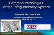 Common Pathologies of the Integumentary System ©Irene Mueller, EdD, RHIA Montana Hospital Association June 20, 2012 .