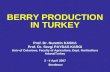 BERRY PRODUCTION IN TURKEY Prof. Dr. Nurettin KASKA Prof. Dr. Sevgi PAYDAS KARGI Univ of Cukurova, Faculty of Agriculture, Dept. Horticulture Adana/Turkey.