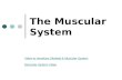 The Muscular System Video to Introduce Skeletal & Muscular System Muscular System Video.