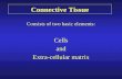 Connective Tissue Consists of two basic elements: Cells and Extra-cellular matrix.
