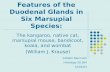 Morphological and Histochemical Features of the Duodenal Glands in Six Marsupial Species: The kangaroo, native cat, marsupial mouse, bandicoot, koala,