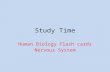 Study Time Human Biology Flash cards Nervous System.