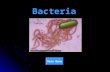 Bacteria Main Menu Classification Obtaining Energy Respiration Growth and Reproduction Importance Of Bacteria Title Page.