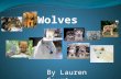 By Lauren Court. Life cycle of a wolf. DIAGRAM/ FOOD. What do wolves eat?Wolves eat Deer,Elk,Caribou,and Moose. Wolves are omnvores.If a Wolf can not.