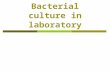 Bacterial culture in laboratory. Introduction : bacterial growth.