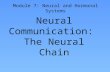 Neural Communication: The Neural Chain Module 7: Neural and Hormonal Systems.